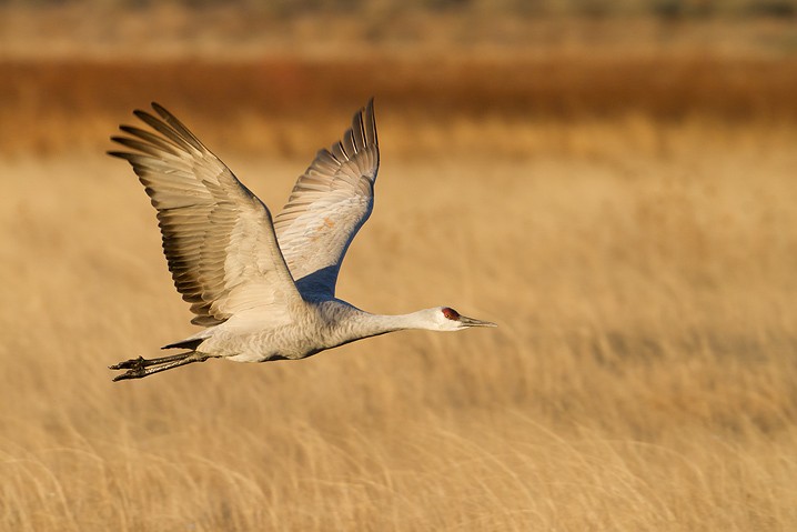 Kanadakranich Grus canadensis Sandhill Crane